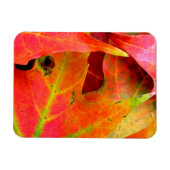 Der farbenfrohe Herbst lässt nach. Magnet (Horizontal)