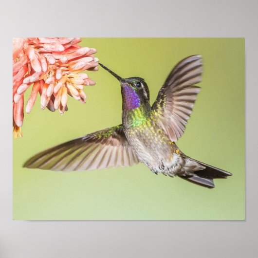Der farbenfrohe Hummingbird fliegt zu einer Blume Poster (Vorne)