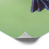 Der farbenfrohe Hummingbird im Flug Poster (Ecke)