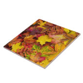 Der farbenfrohe, lebendige Herbst lässt Naturfotog Fliese (Seite)