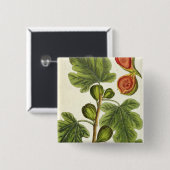 Der Feigenbaum, überziehen 125 von "einem Button (Vorne & Hinten)