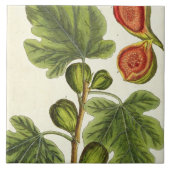 Der Feigenbaum, überziehen 125 von "einem Fliese (Vorderseite)