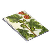 Der Feigenbaum, überziehen 125 von "einem Notizblock (Rechte Seite)