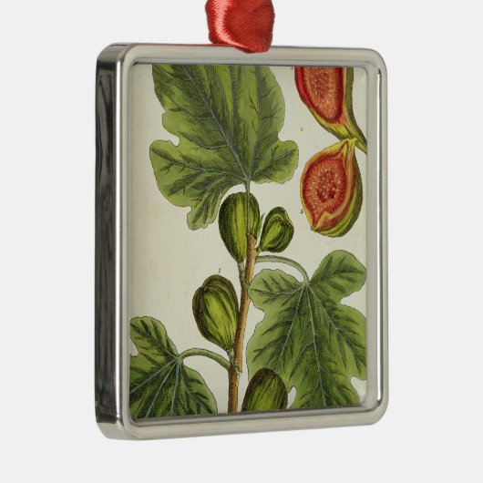 Der Feigenbaum, überziehen 125 von "einem Silbernes Ornament (Rechts)