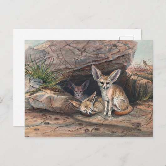 Der Fennec Fox von Joseph Wolf Postkarte (Vorne/Hinten)