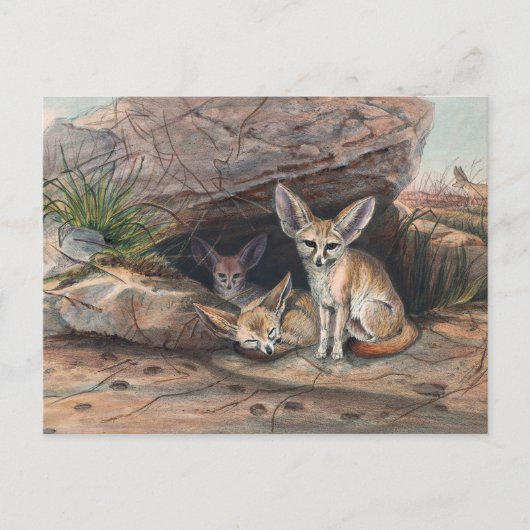 Der Fennekfuchs von Joseph Wolf Postkarte (Vorderseite)