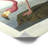 Der Flamingo nimmt einen flüchtige Blick ein Poster (Ecke)