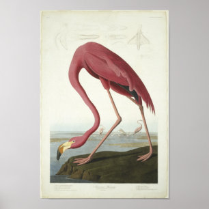 Der Flamingo nimmt einen flüchtigen Blick Poster