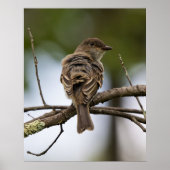 Der Fliegenschnäpper Poster (Vorne)