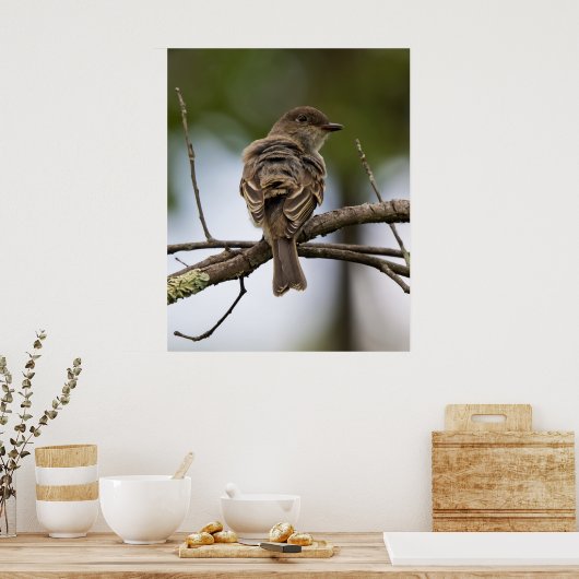 Der Fliegenschnäpper Poster (Küche)
