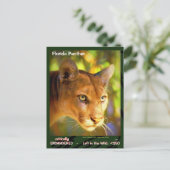 Der Florida Panther, ein gefährdetes Tier — Postkarte (Stehend Vorderseite)