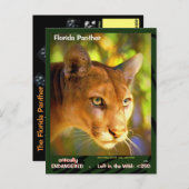 Der Florida Panther, ein gefährdetes Tier — Postkarte (Vorne/Hinten)