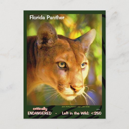 Der Florida Panther, ein gefährdetes Tier — Postkarte (Vorderseite)