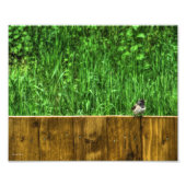 Der Fluffy Bird Fotodruck (Vorne)