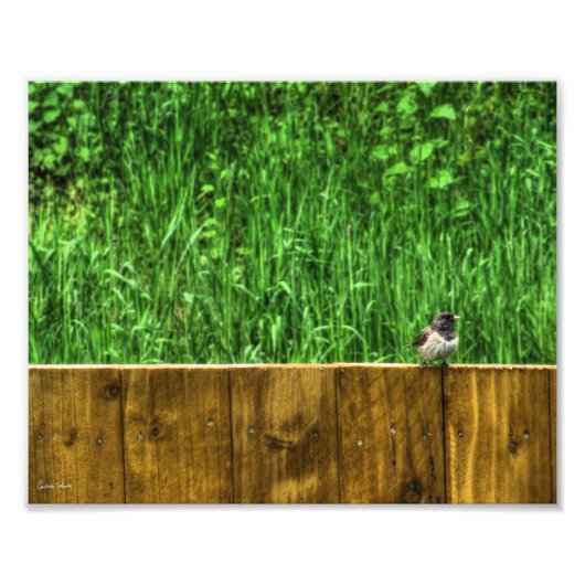 Der Fluffy Bird Fotodruck (Vorne)