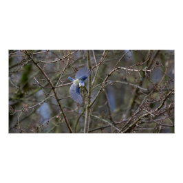 Der Flug der blauen Meise Poster