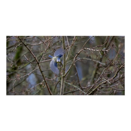 Der Flug der blauen Meise Poster (Vorderseite)