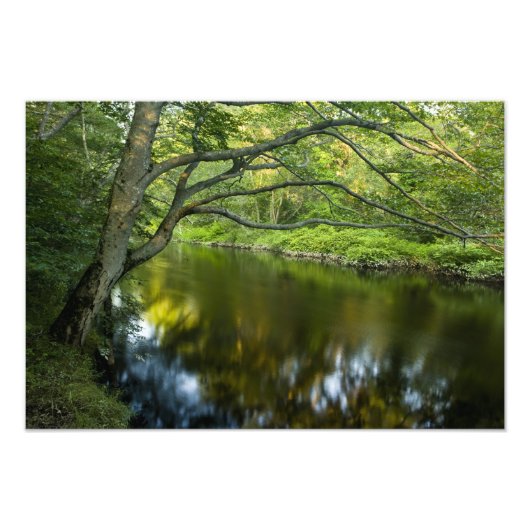 Der Fluss Taunton in Bridgewater, Fotodruck (Vorne)