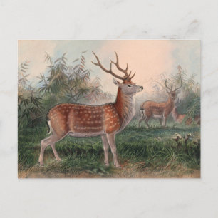 Der Formosa-Hirsch von Joseph Wolf Postkarte