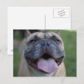 Der französische Bulldog Postkarte (Vorne/Hinten)