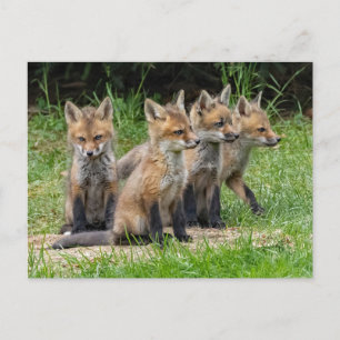 Der freie Denkfuchs Postkarte