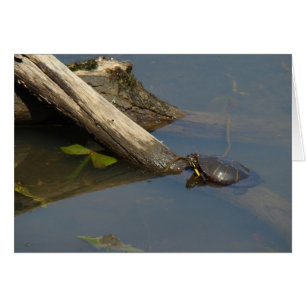 Der freie Tag der Schildkröte