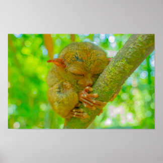 Der friedliche Schlaf eines Koboldmakis in Bohol Poster