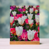 Der Frühling blüht auf Acrylschild (Neutral)