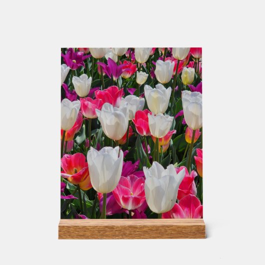 Der Frühling blüht auf Acrylschild (Vorderseite)