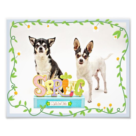 Der Frühling Chihuahuas Fotodruck (Vorne)