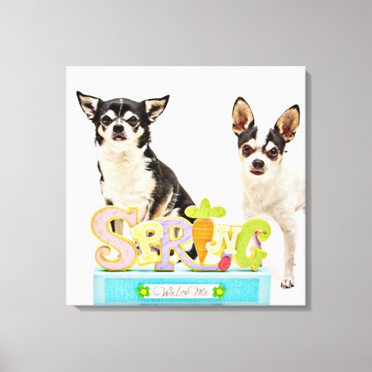 Der Frühling Chihuahuas Leinwanddruck (Vorderseite)