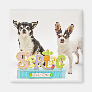 Der Frühling Chihuahuas Magnet