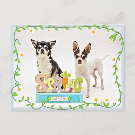 Der Frühling Chihuahuas Postkarte (Vorderseite)
