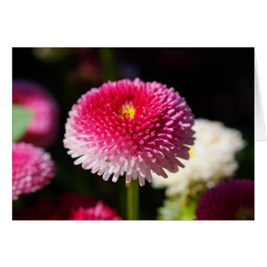 Der Frühling hat Frühling! (Vorderseite (Horizontal))