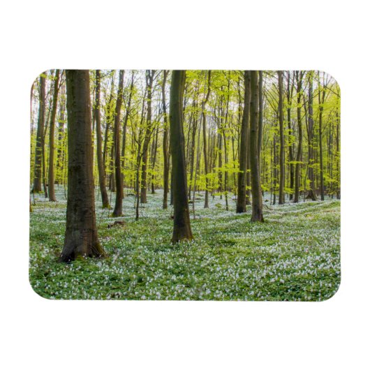 Der Frühling im Leben Magnet (Horizontal)