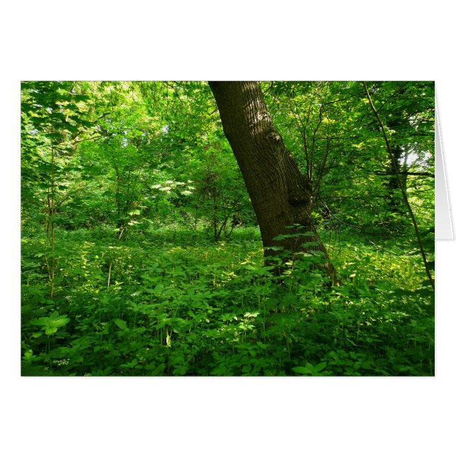 Der Frühling im Wald (Vorderseite (Horizontal))