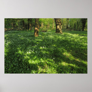 Der Frühling im Wald Poster