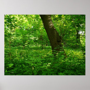 Der Frühling im Wald Poster