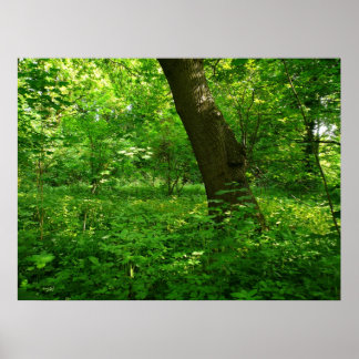 Der Frühling im Wald Poster