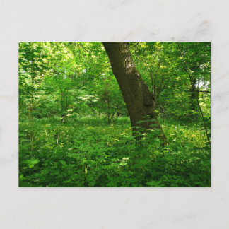 Der Frühling im Wald Postkarte