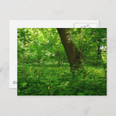 Der Frühling im Wald Postkarte (Vorne/Hinten)