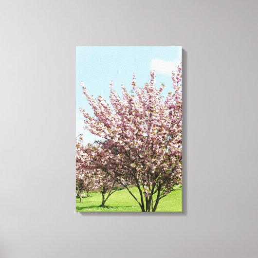 Der Frühling in Bonn überwältigt Canvas Leinwanddruck (Vorderseite)