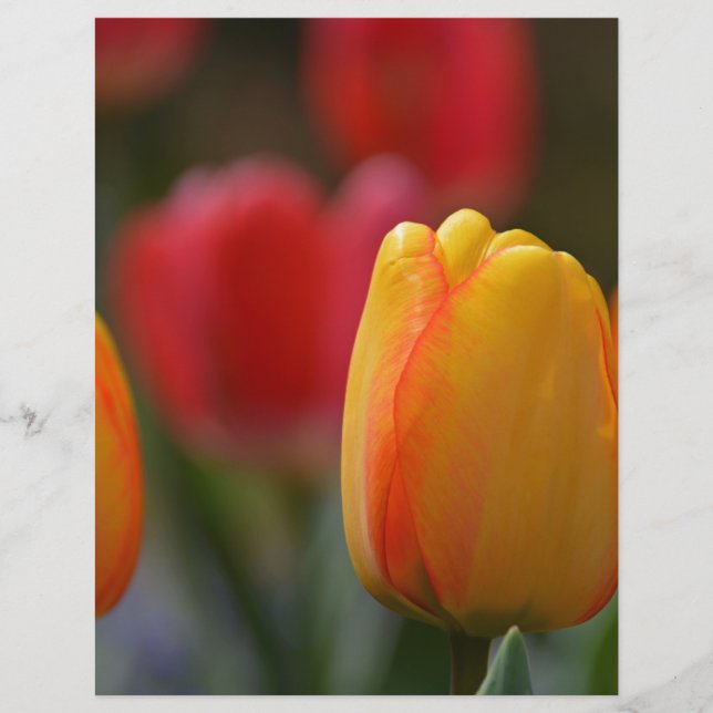 Der Frühling in Farben (Vorderseite)