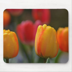 Der Frühling in Farben Mousepad