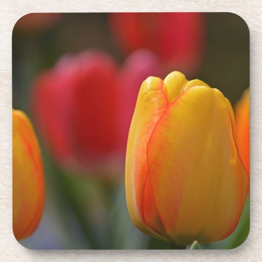 Der Frühling in Farben Untersetzer (Vorderseite)