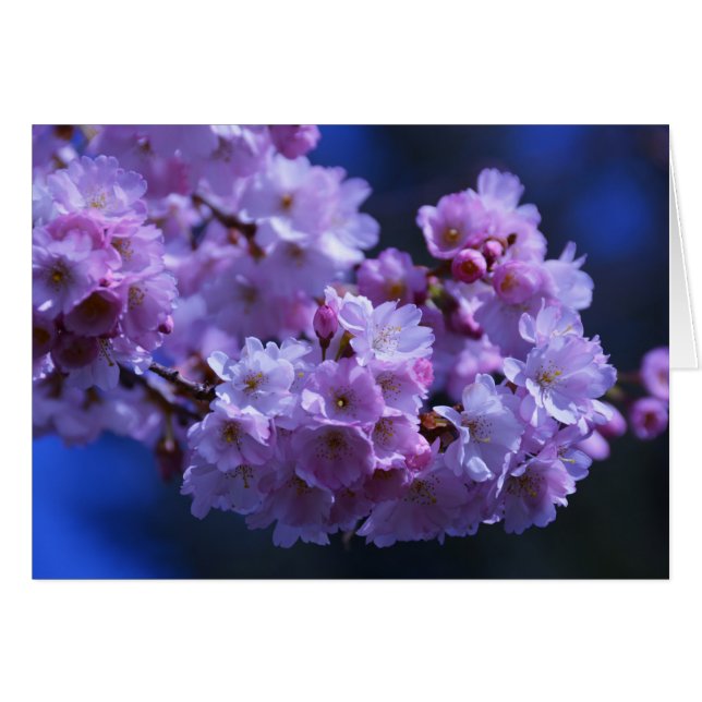 Der Frühling ist da! (Vorderseite (Horizontal))