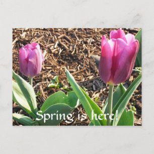 Der Frühling ist da! Postkarte