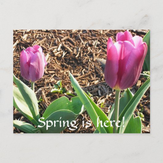 Der Frühling ist da! Postkarte (Vorderseite)