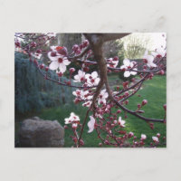 Der Frühling ist entstanden