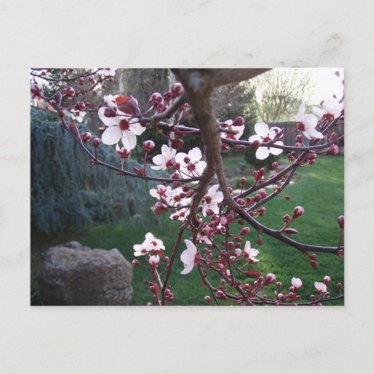 Der Frühling ist entstanden Postkarte (Vorderseite)